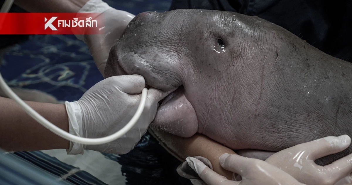 ปิดฉากการยื้อชีวิต… ลูกพะยูนน้อยระนอง จากไปอย่างสงบหลังเผชิญภาวะช็อก