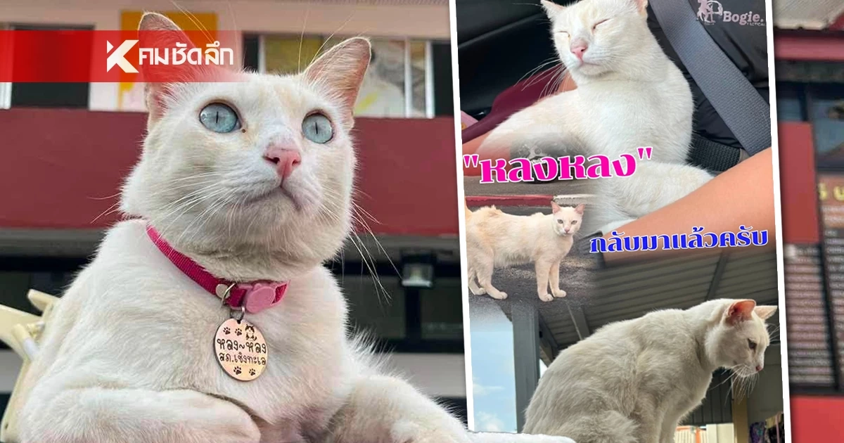 ข่าวดี! เจอตัวแล้ว "น้องหลงหลง" แมว สภ.เชิงทะเล รายงานตัวกลับเข้าปฏิบัติหน้าที่