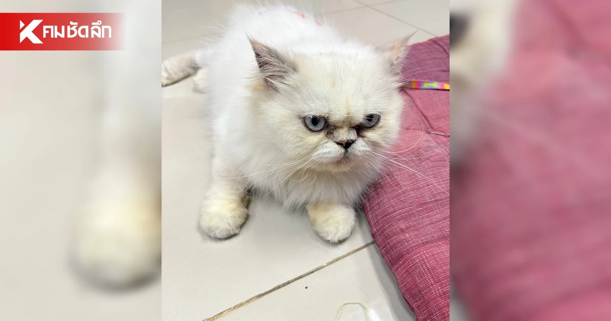 ทต.หนองหอย แจ้งข่าวดี "น้องแมว" พลัดตกจากอุบัติเหตุ ได้บ้านใหม่แล้ว