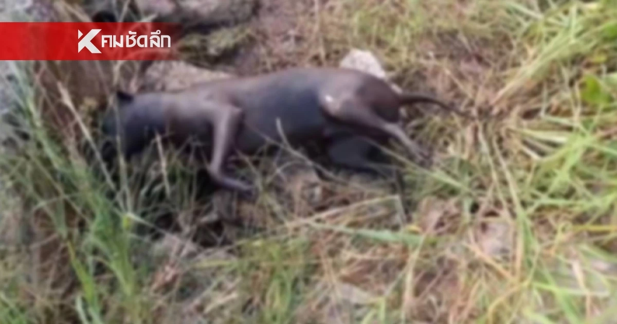 เกินมนุษย์! ตีหมา 9 เดือนดับอนาถ รมไฟเผาขนเกรียม หวังชำแหละลงหม้อ เกินมนุษย์! ตีหมา 9 เดือนดับอนาถ รมไฟเผาขนเกรียม หวังชำแหละลงหม้อ