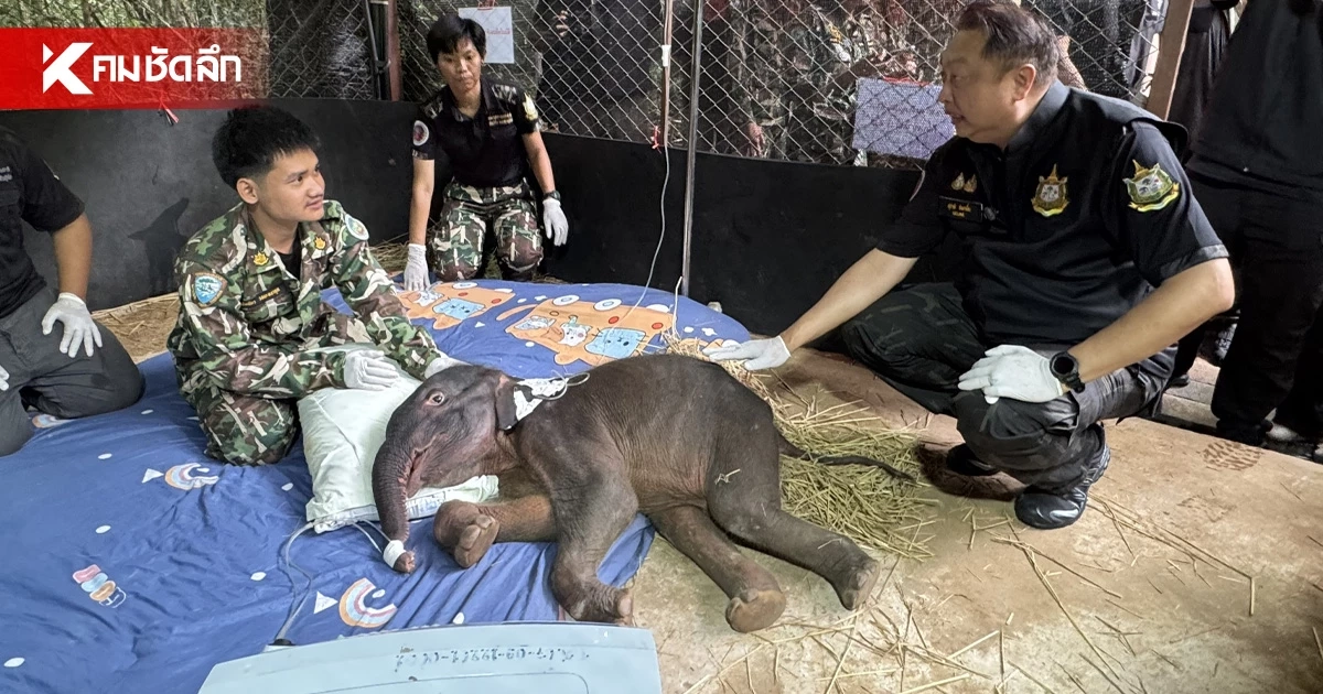 รมว.ทส. ติดตามอาการ "ลูกช้างป่า" พลัดหลง ดูดไม้และหินแทนนมแม่ รอผลตรวจไวรัส รมว.ทส. ติดตามอาการ "ลูกช้างป่า" พลัดหลง ดูดไม้และหินแทนนมแม่ รอผลตรวจไวรัส