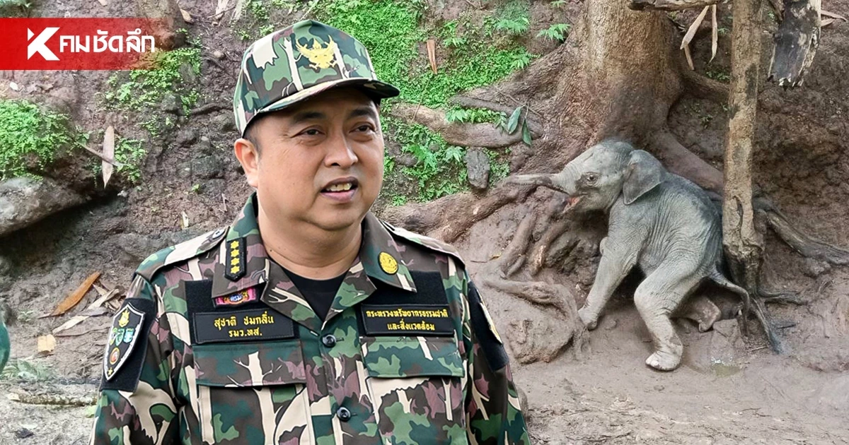 "สุชาติ" สั่งกู้ชีพ "ลูกช้างป่า" พลัดโขลง วิกฤต! แผลเต็มปาก-ตาท้องร่วง เร่งตรวจเชื้อ EEHV