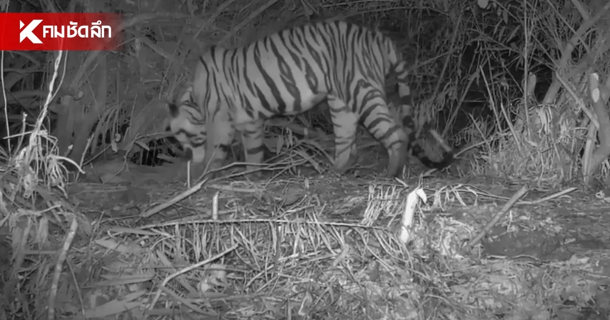 เปิดภาพ "เสือโคร่ง" ทำร้าย จนท.ห้วยขาแข้ง ไม่เข้าข่าย​ "เสือกินคน"