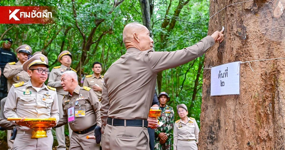 บวงสรวงตัด "ไม้จันทน์หอม" กุยบุรี 20 ต้น ใช้ในงานพระราชพิธีพระศพ