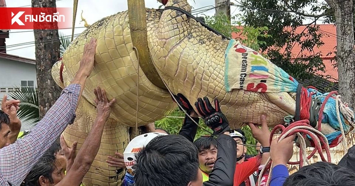 ชาวบ้านโล่งอก ย้าย "เจ้าเนื้อทอง" จระเข้ หนัก 400 กก. หนีน้ำท่วม