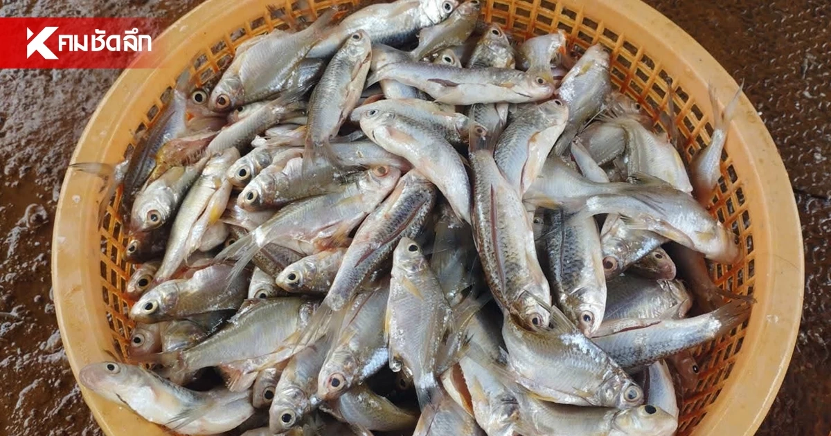 ถอดรหัส "ปลาหมอคางดำ" ผลวิจัย DNA ชี้! ไม่ได้มาจากแหล่งเดียว