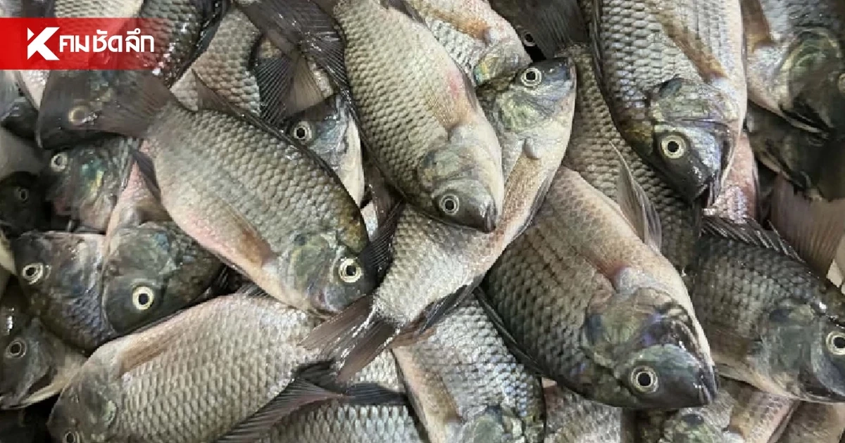 สั่งกรมประมง แก้ 'ปลาหมอคางดำระบาด' ใน 180 วัน ชี้! สมุทรสงคราม "เขตภัยพิบัติ"