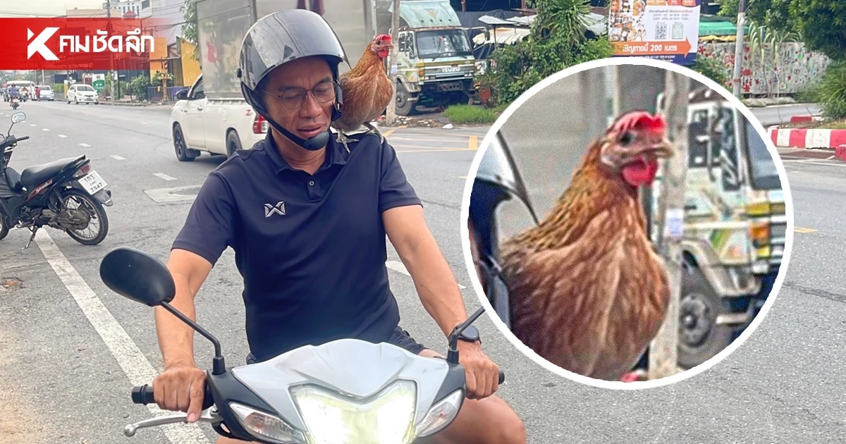 เอ็นดู! "น้องบุญลอย" ไก่ป่าแสนรู้ เกาะไหล่เจ้าของแว้นไป "ใส่บาตร" ทุกเช้า